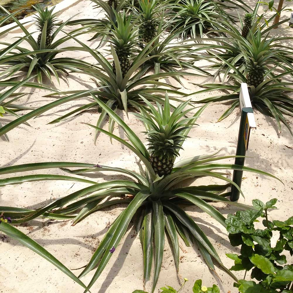 Elite Gold Pineapple Plant - Image 4