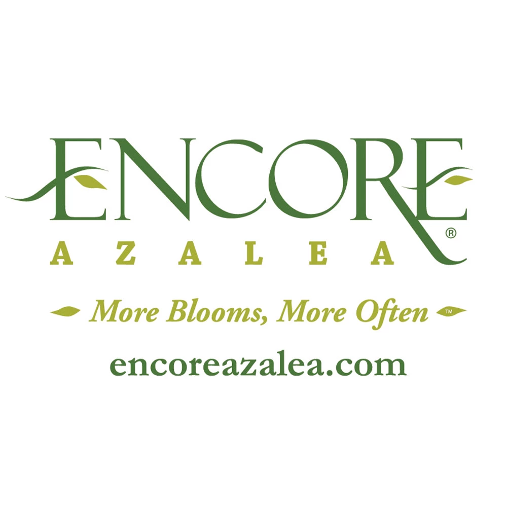 Autumn Embers® Encore® Azalea Shrub - Image 6