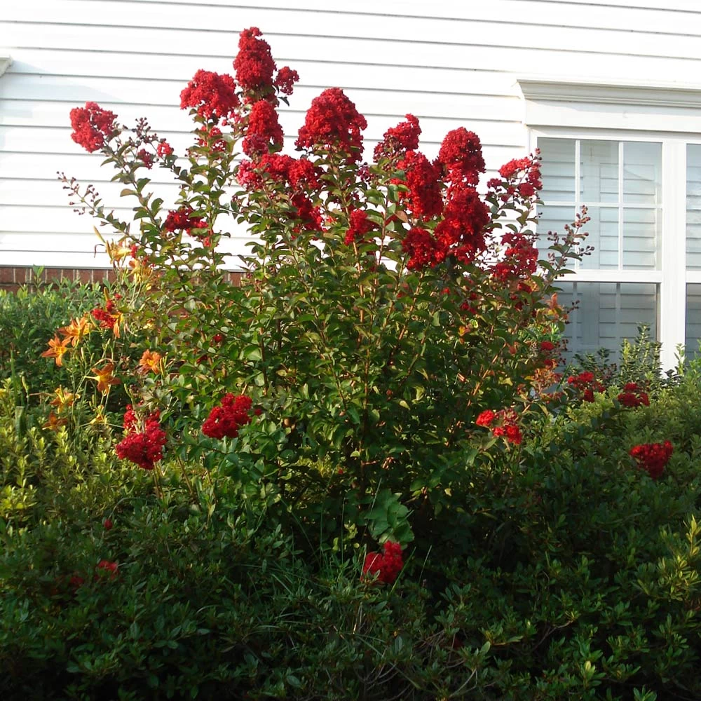 Enduring Summer Red Crape Myrtle Shrub - Image 2