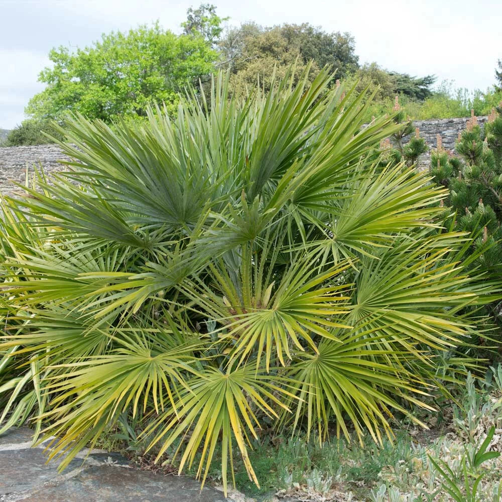 European Fan Palm Tree - Image 4