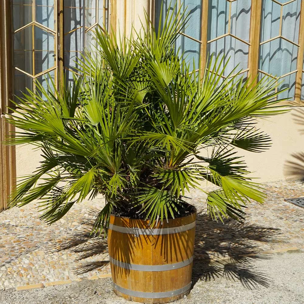 European Fan Palm Tree - Image 3