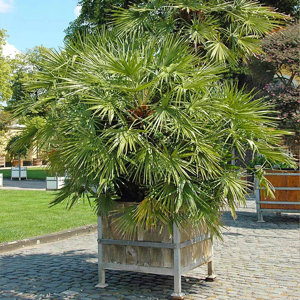 European Fan Palm Tree - Image 5