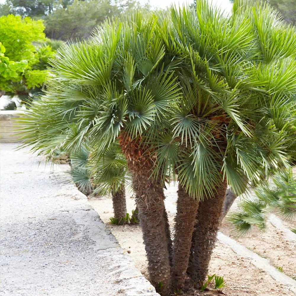 European Fan Palm Tree - Image 2