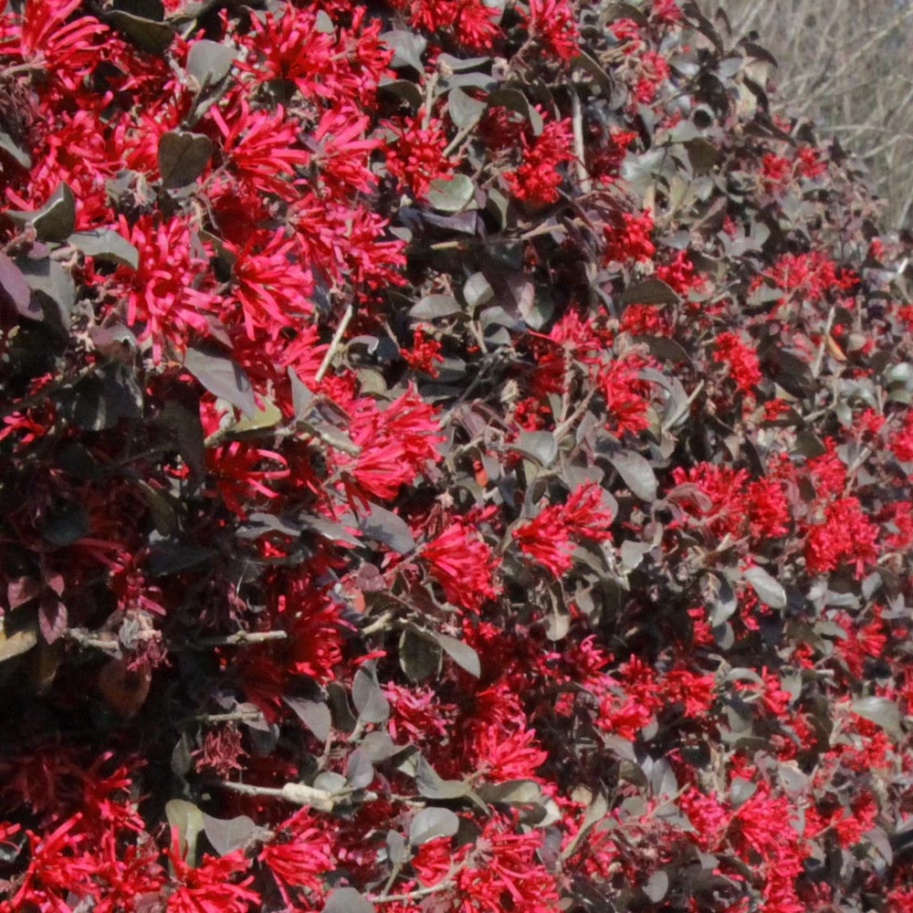Ever Red Loropetalum Shrub - Image 3