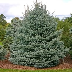 Fat Albert Colorado Blue Spruce