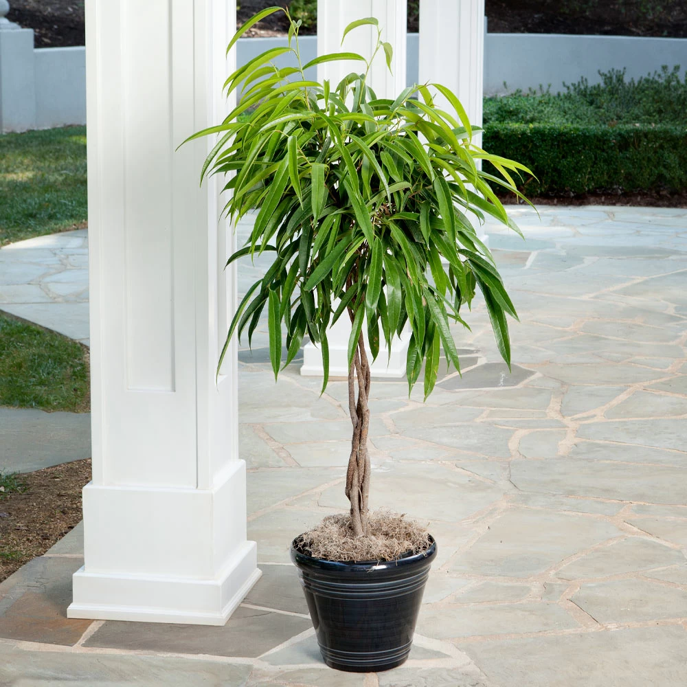 Ficus Alii Braid Plant - Image 3