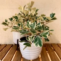 Ficus Triangularis