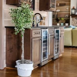 Variegated Ficus Triangularis Tree