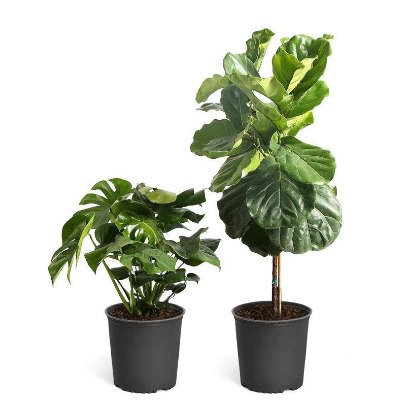 Monstera Deliciosa And Fiddle Leaf Fig Combo - Image 2