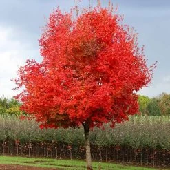 Flashfire® Maple Tree
