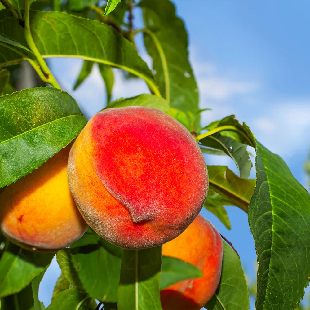 Frost Proof Peach Tree - Image 2