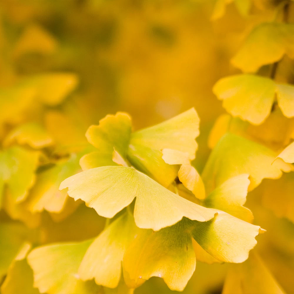 Goldspire Ginkgo Tree - Image 3