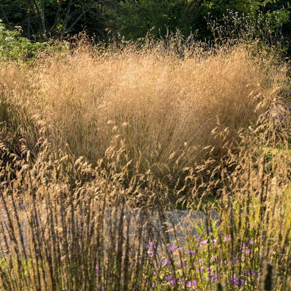 Golden Dew Tufted Hair Grass - Image 3