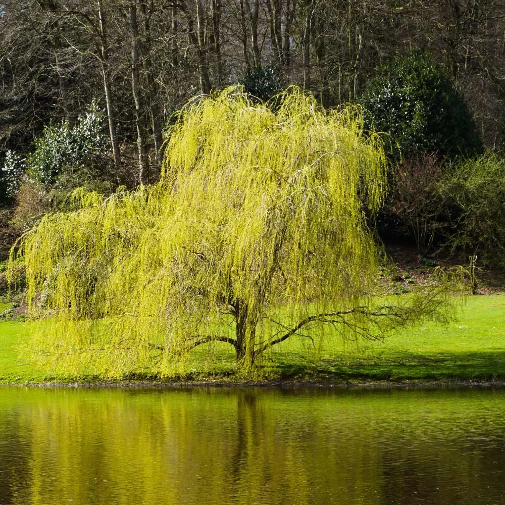 'Golden Curls' Corkscrew Willow Tree - Image 5