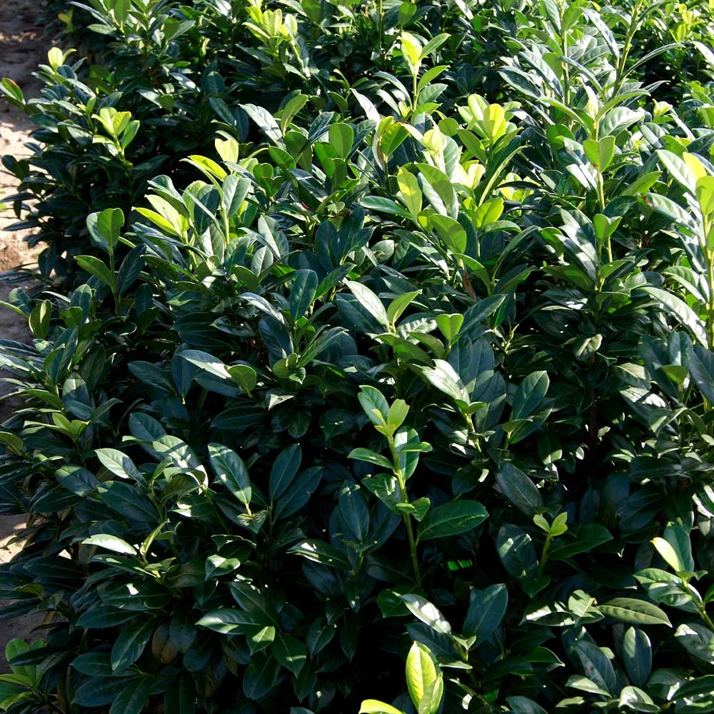 Greenfinity Cherry Laurel - Image 2