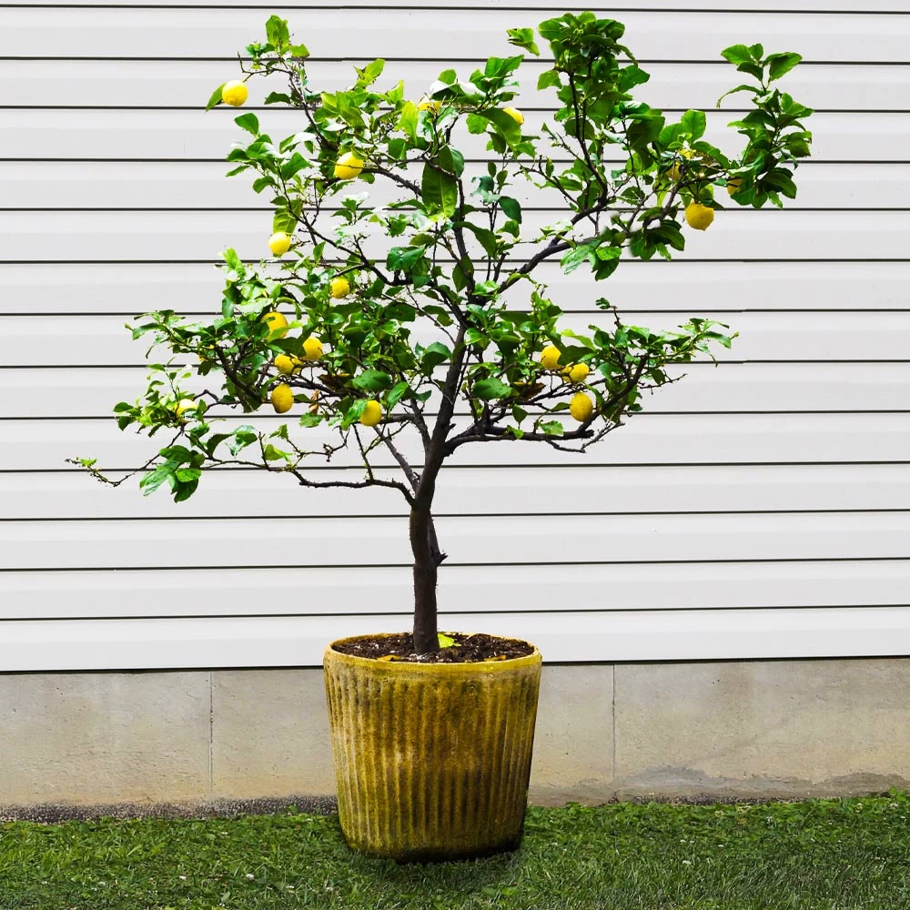 Harvey Lemon Tree - Image 3