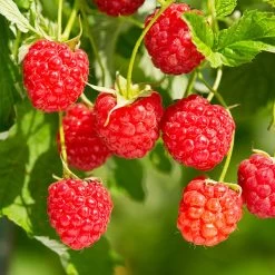 Heritage Raspberry Bush