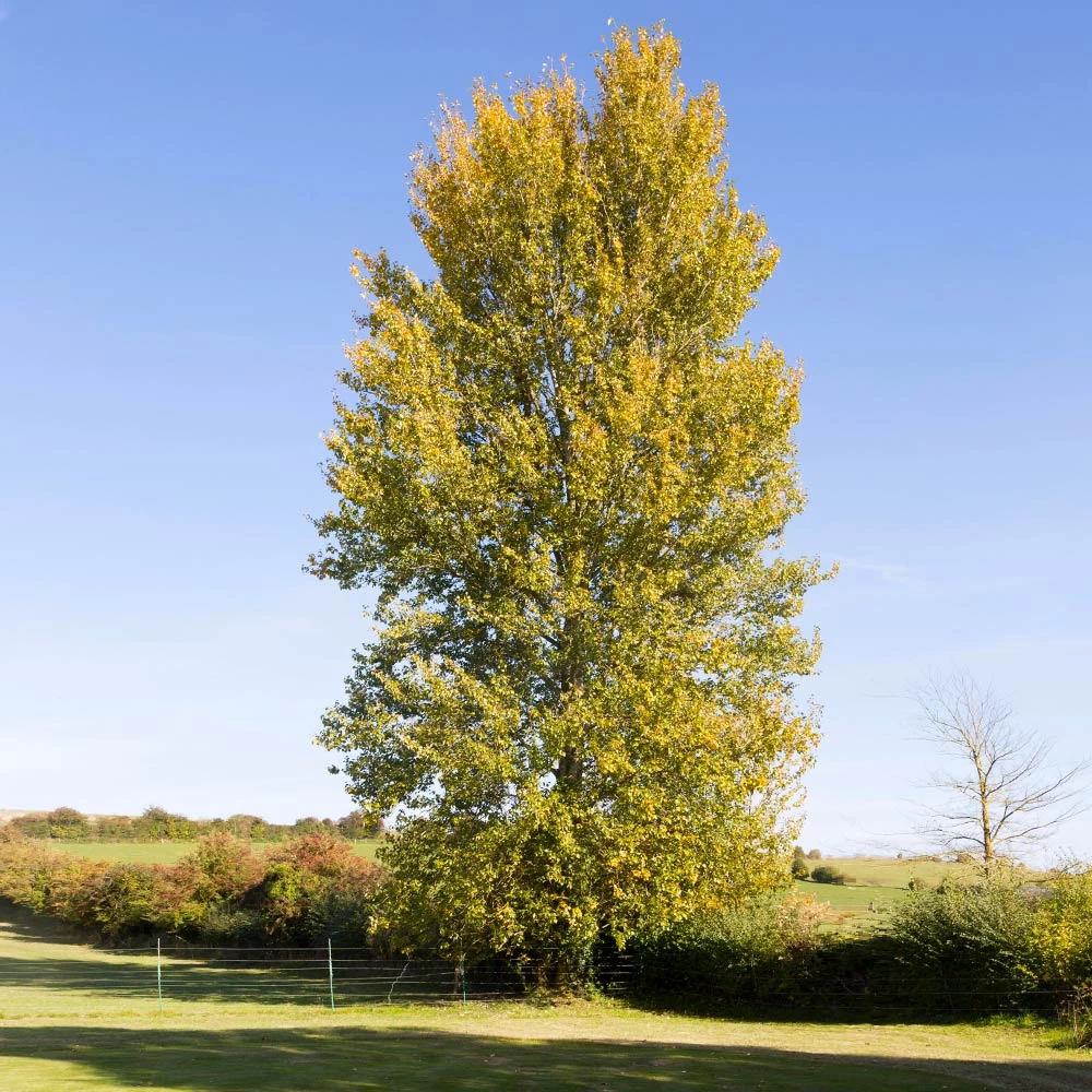 Hybrid Poplar Tree - Image 2