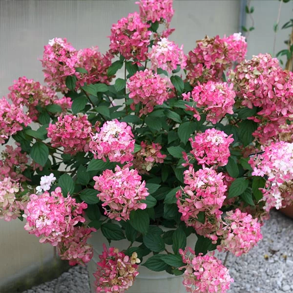 Fire Light® Hydrangea Shrub