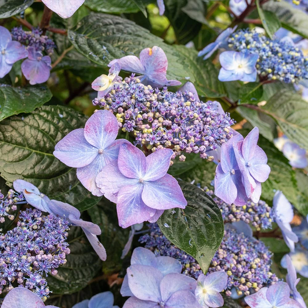 Endless Summer® Pop Star® Bigleaf Hydrangea - Image 5