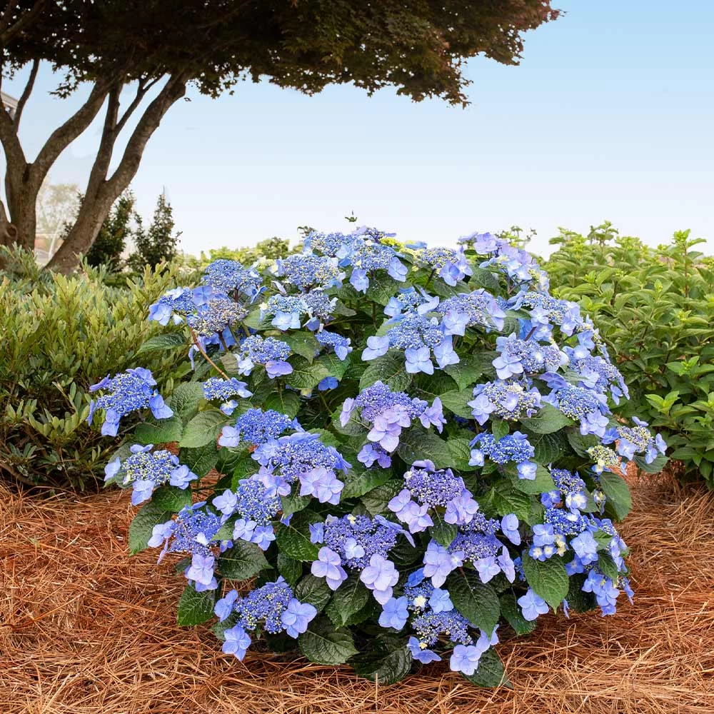 Endless Summer® Pop Star® Bigleaf Hydrangea - Image 2