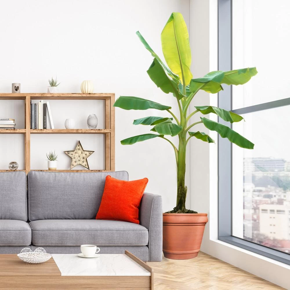 Ice Cream Banana Tree - Image 5