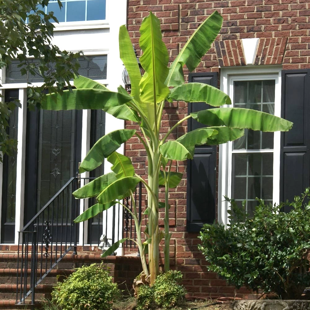 Ice Cream Banana Tree - Image 6