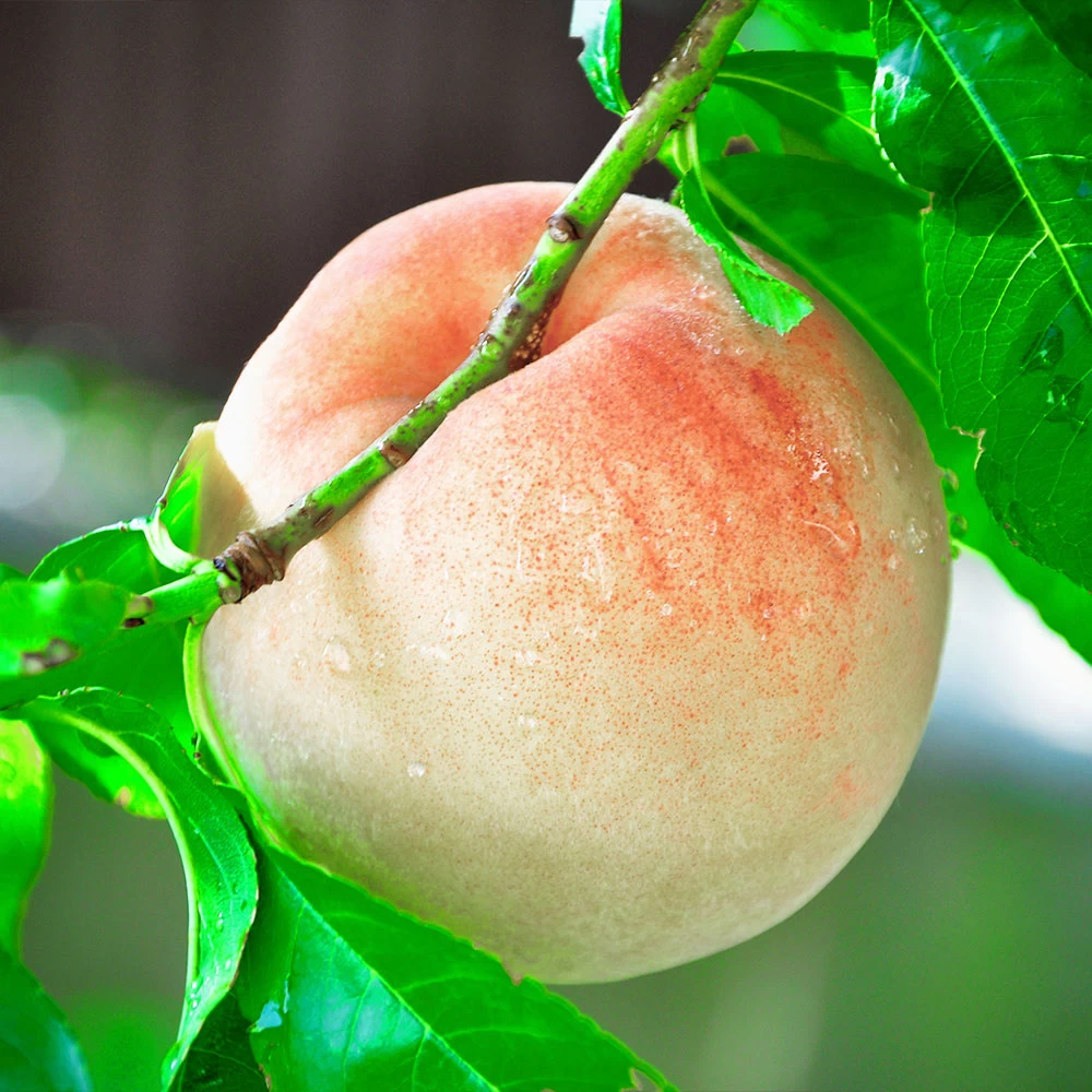 Indian Free White Peach Tree - Image 3