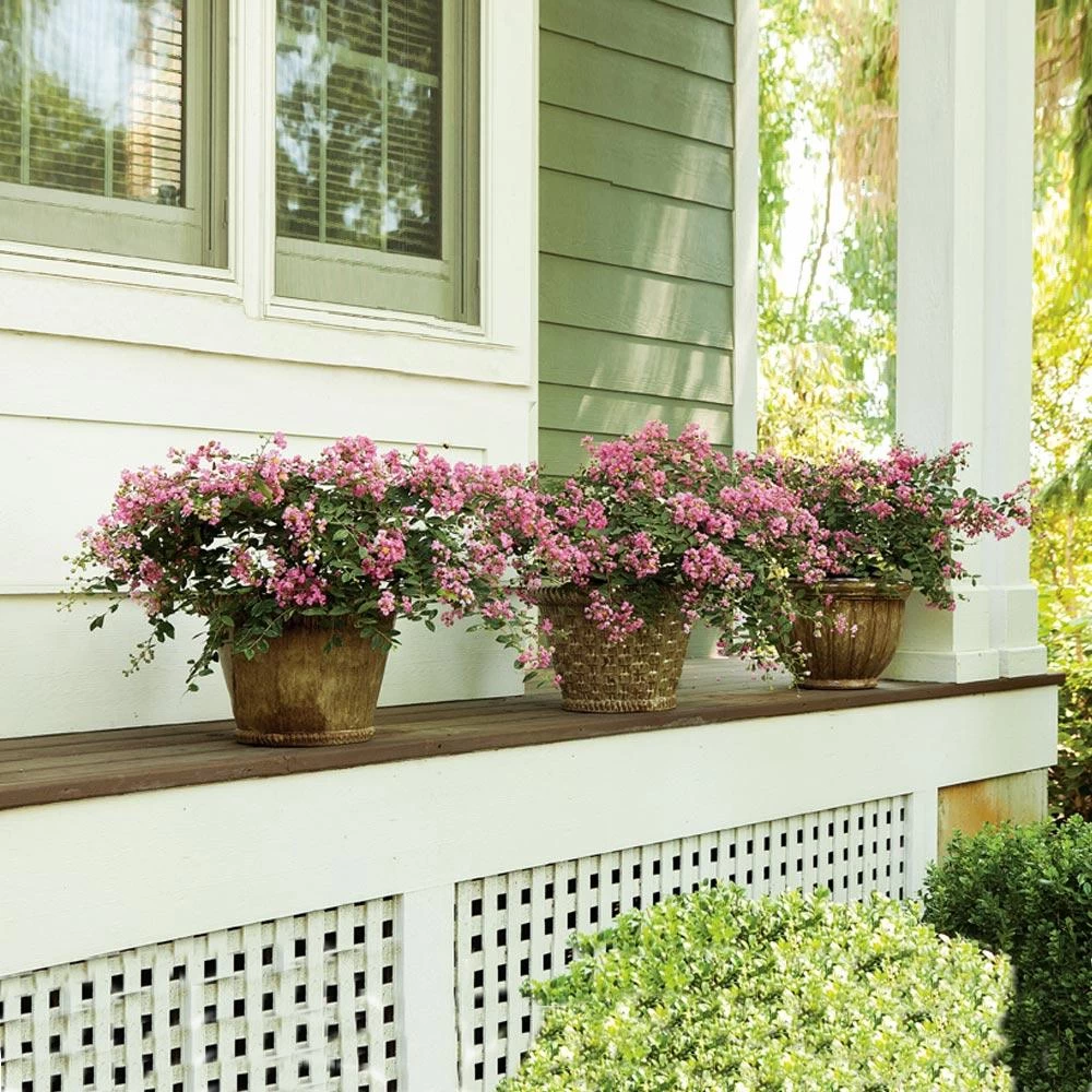 Infinitini® Brite Pink Dwarf Crape Myrtle Tree - Image 2