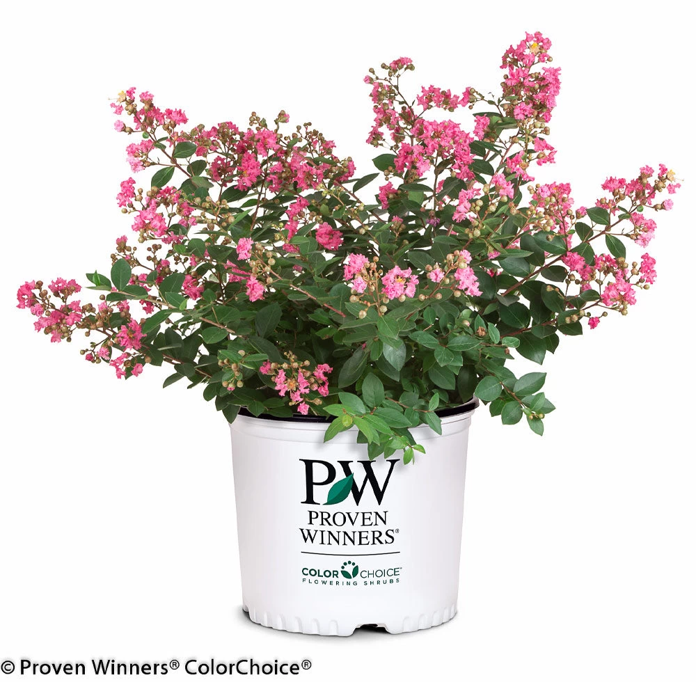 Infinitini® Brite Pink Dwarf Crape Myrtle Tree - Image 4