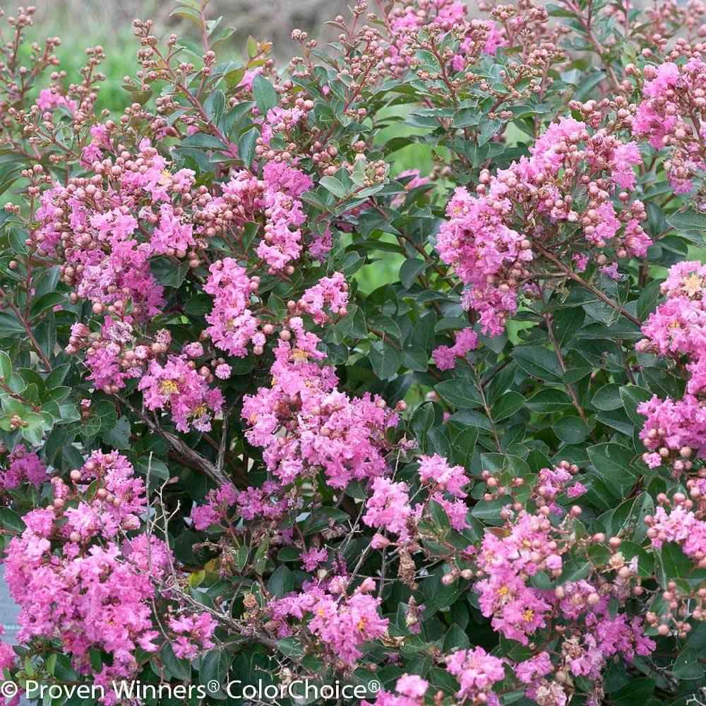 Infinitini® Brite Pink Dwarf Crape Myrtle Tree - Image 3