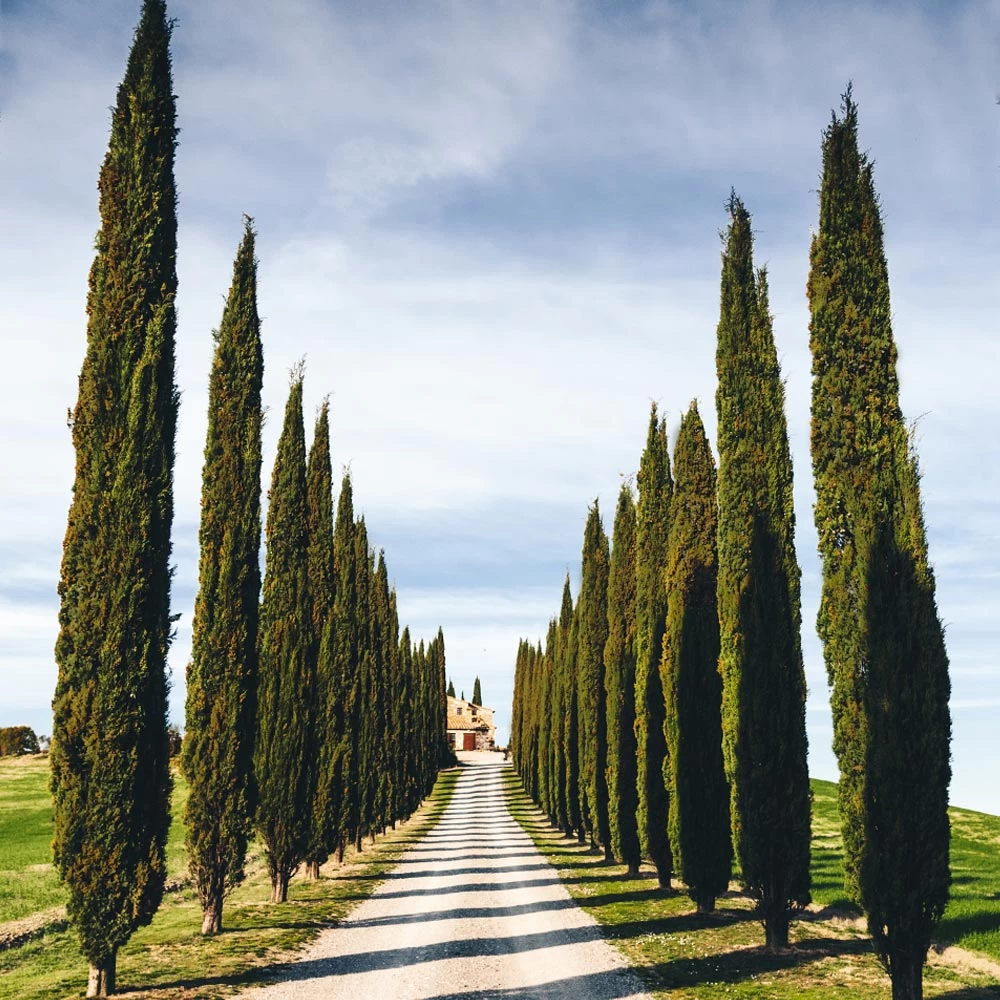 Italian Cypress Tree - Image 6