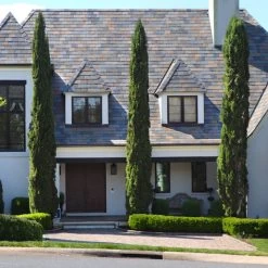 Italian Cypress Tree