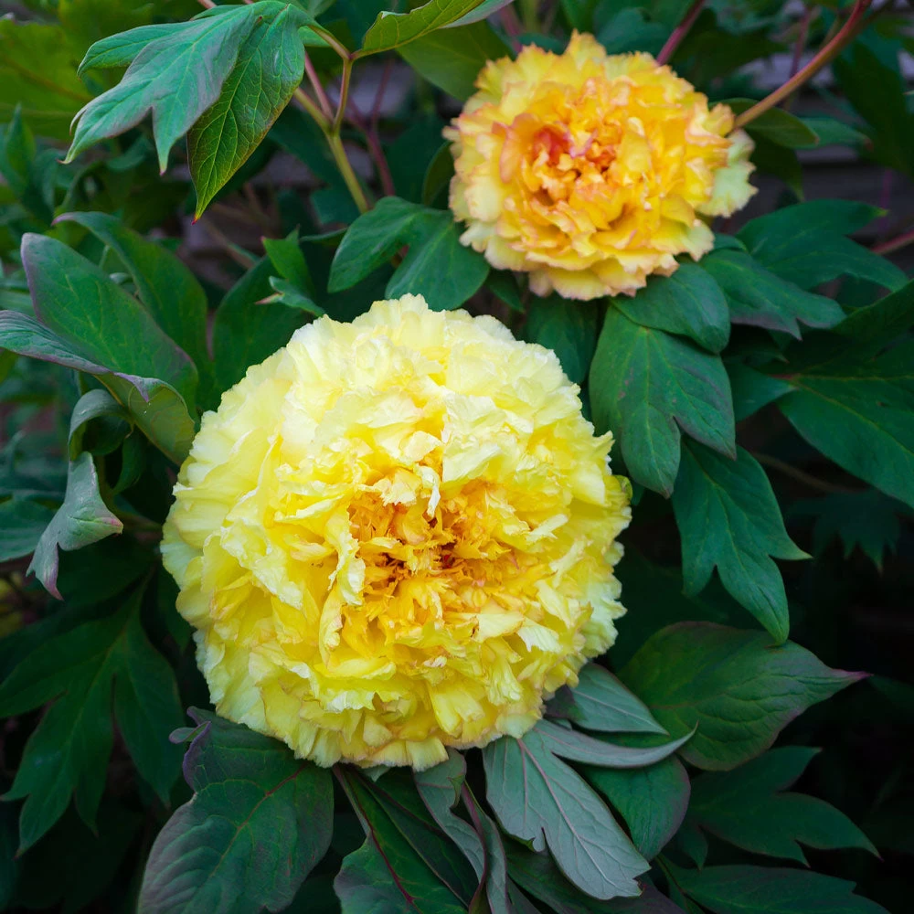 Bartzella Peony - Image 3