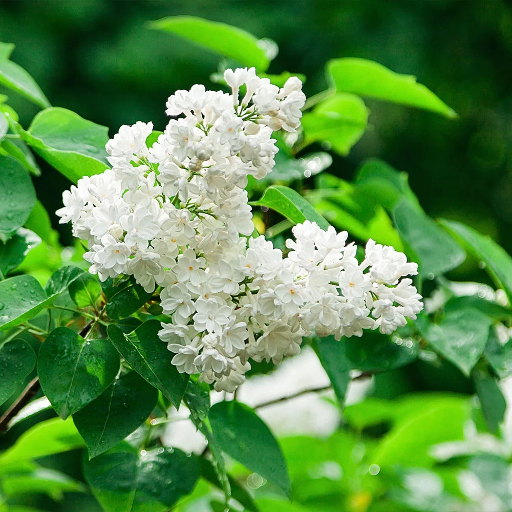 Ivory Silk Japanese Lilac Tree - Image 3