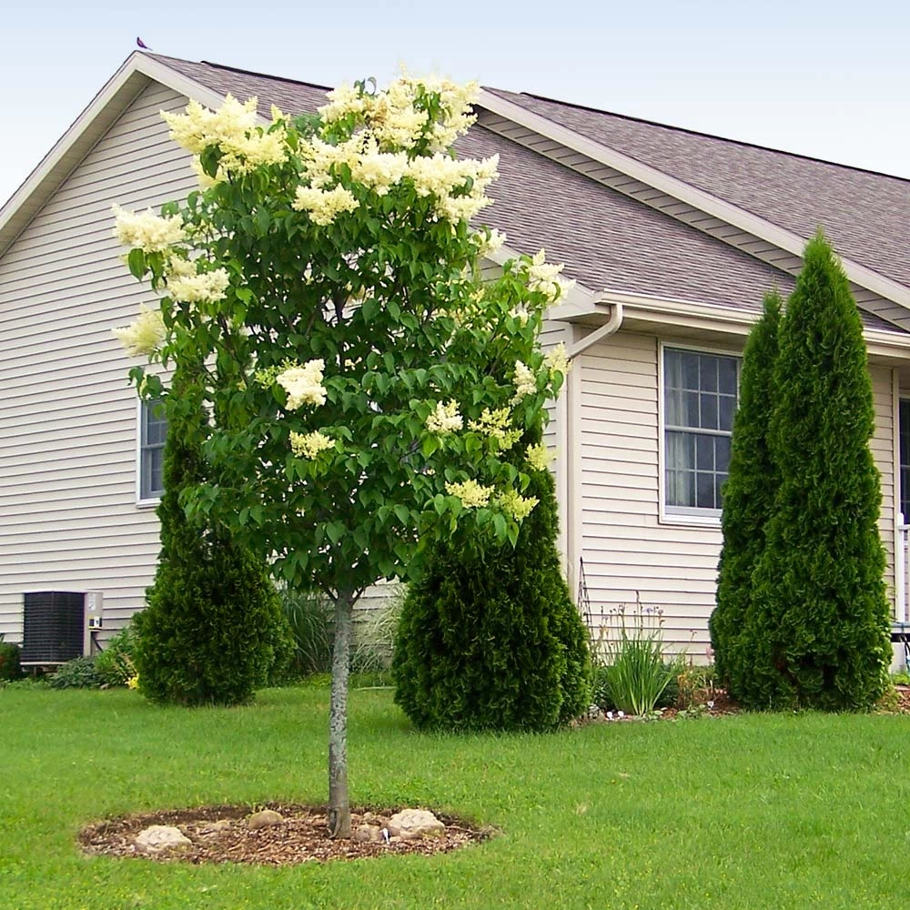 Ivory Silk Japanese Lilac Tree - Image 2