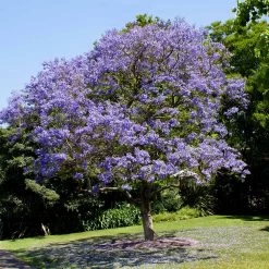Jacaranda Tree