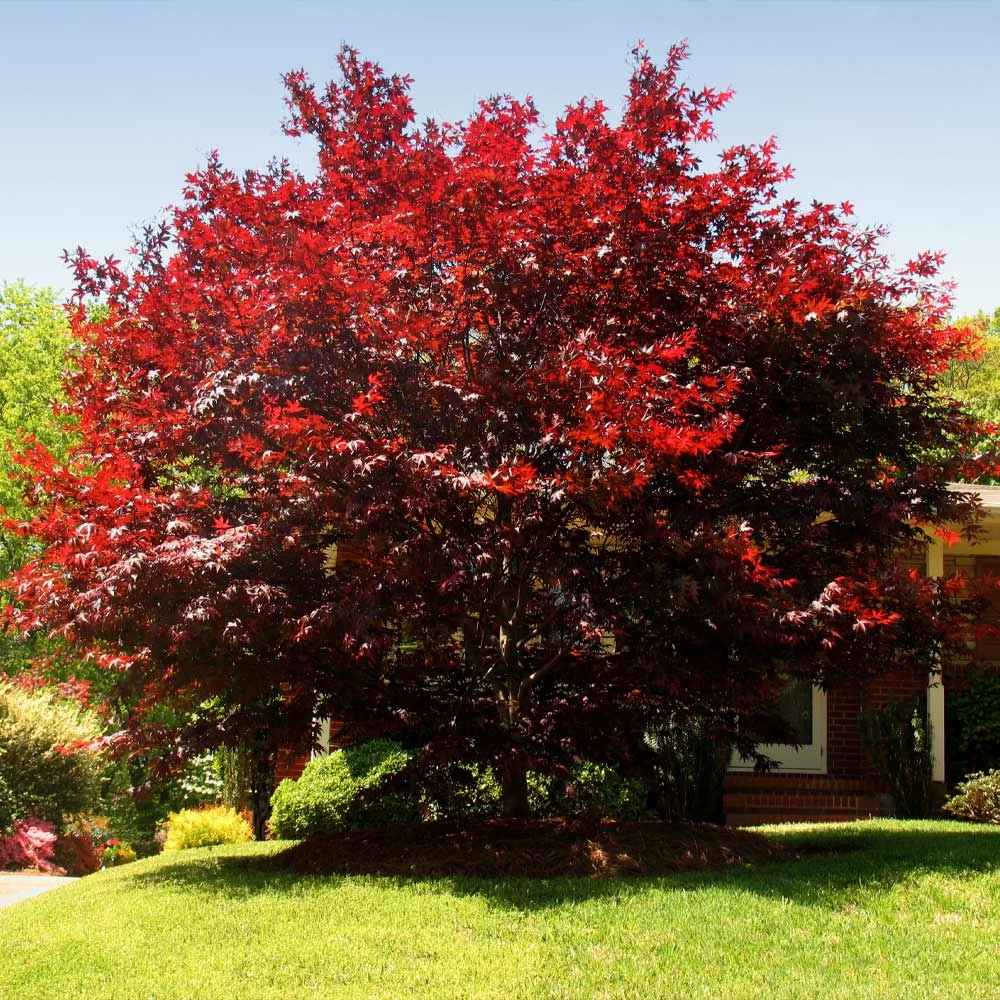 Emperor Japanese Maple Tree - Image 5