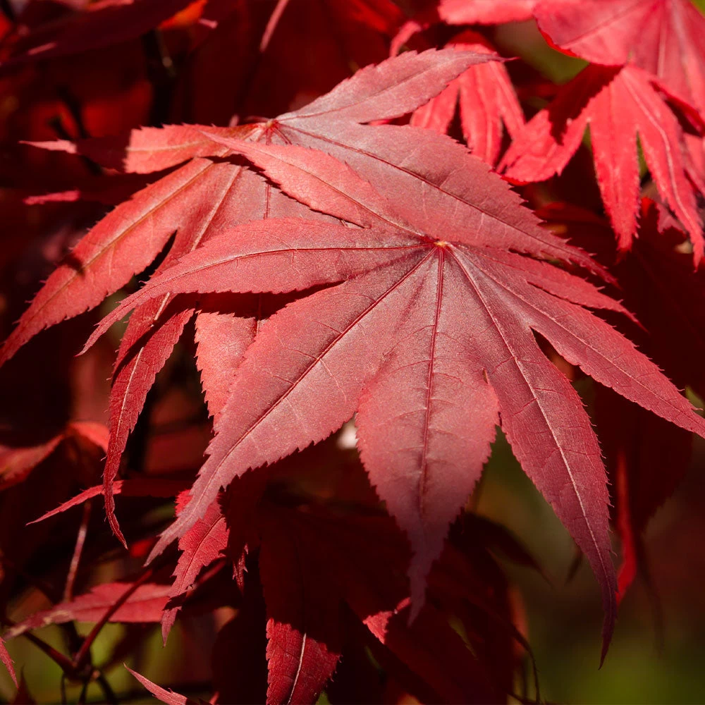 Emperor Japanese Maple Tree - Image 4