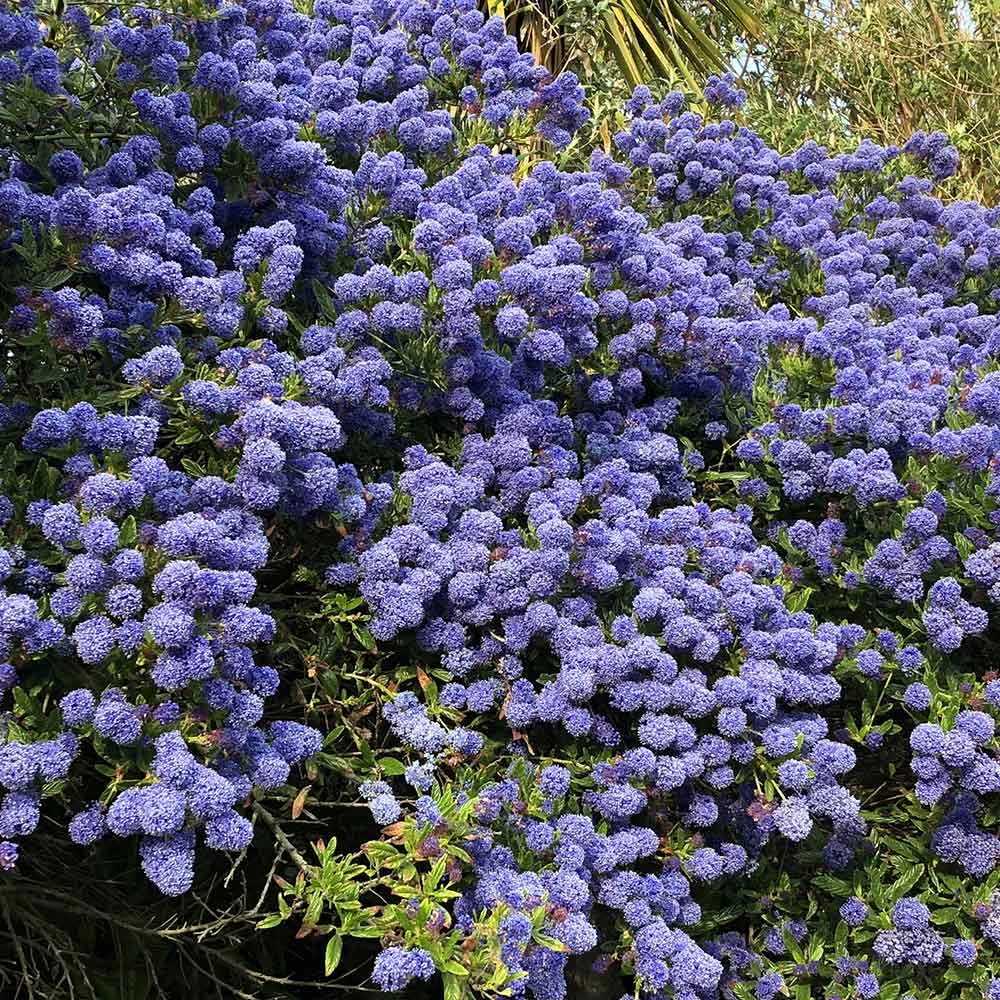 Creeping Mountain Lilac - Image 2