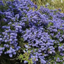 Creeping Mountain Lilac