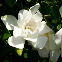 Jubilation™ Gardenia Shrub