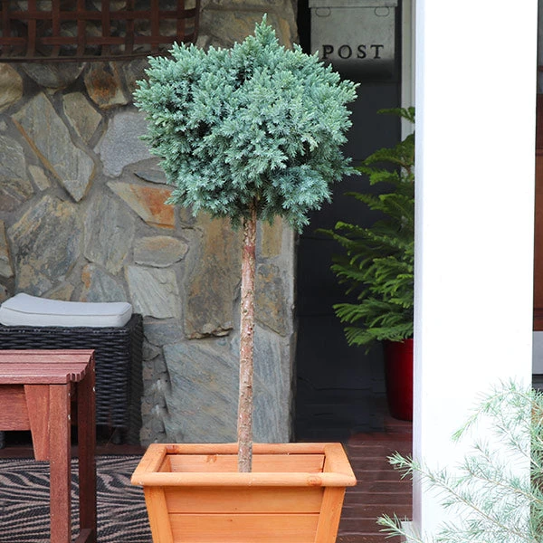 Blue Star Juniper Tree