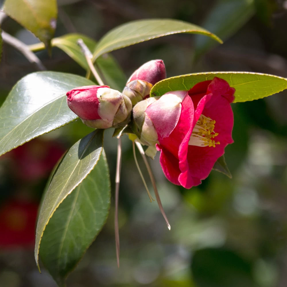 Korean Fire Camellia Shrub - Image 3