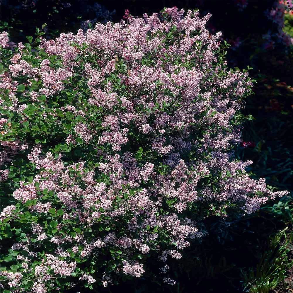 Dwarf Korean Lilac Shrub - Image 2