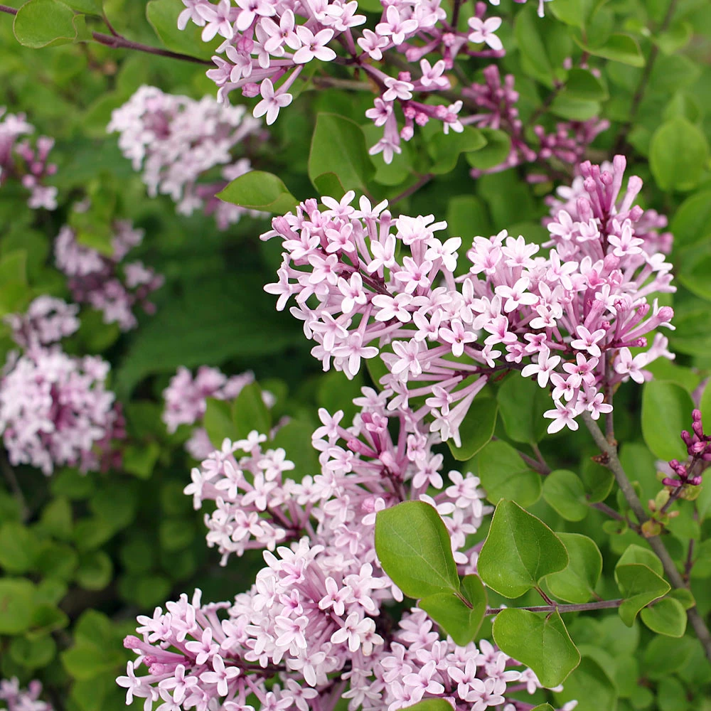 Dwarf Korean Lilac Shrub - Image 3