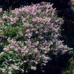 Dwarf Korean Lilac Shrub