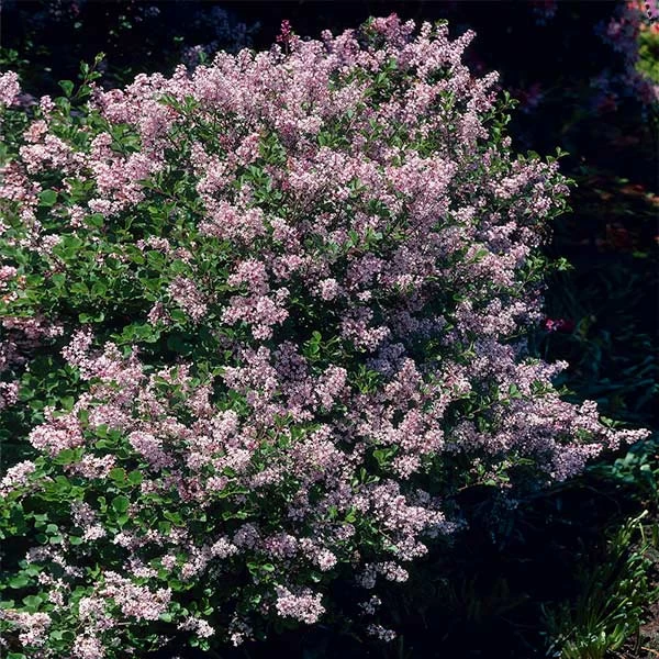 Dwarf Korean Lilac Shrub