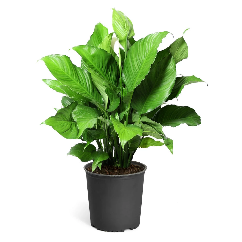 Peace Lily - Image 8