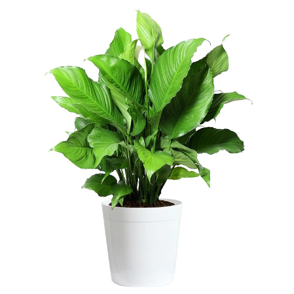 Peace Lily - Image 9